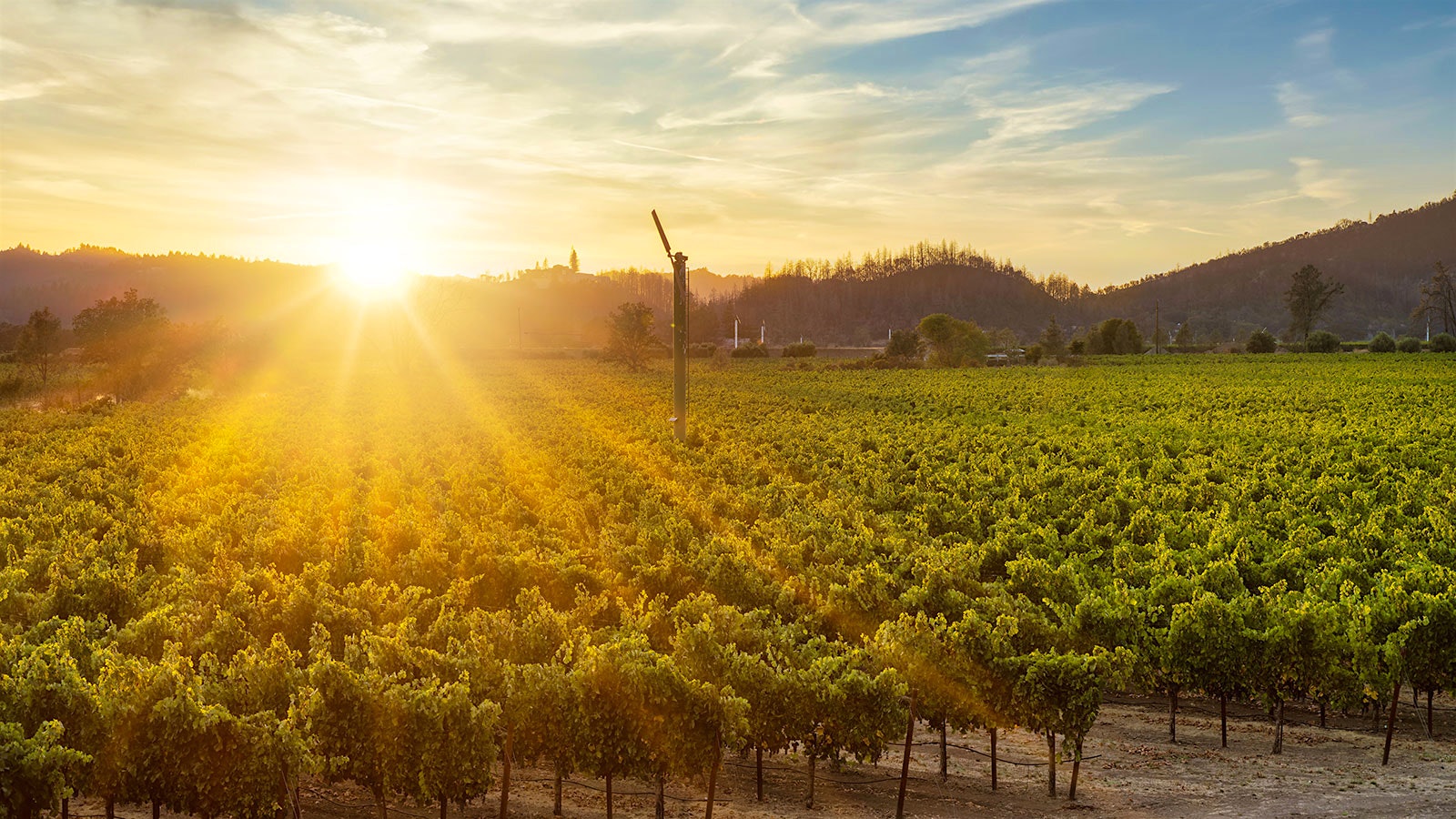 A sundrenched vineyard